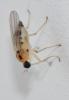 Drapetis ephippiata